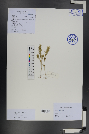  ( - Ge01211)  @11 [ ] CreativeCommons  Attribution Non-Commercial Share-Alike  Unspecified Herbarium of South China Botanical Garden