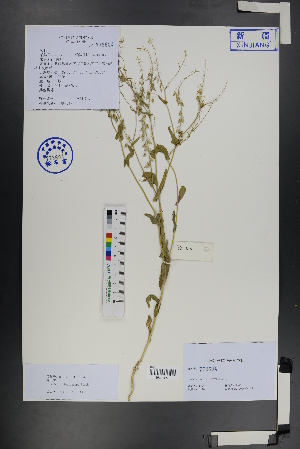  ( - Ge01217)  @11 [ ] CreativeCommons  Attribution Non-Commercial Share-Alike  Unspecified Herbarium of South China Botanical Garden