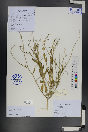  ( - Ge01220)  @11 [ ] CreativeCommons  Attribution Non-Commercial Share-Alike  Unspecified Herbarium of South China Botanical Garden