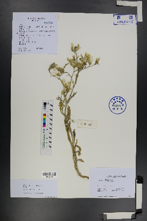  (Lactuca undulata - Ge01223)  @11 [ ] CreativeCommons  Attribution Non-Commercial Share-Alike  Unspecified Herbarium of South China Botanical Garden