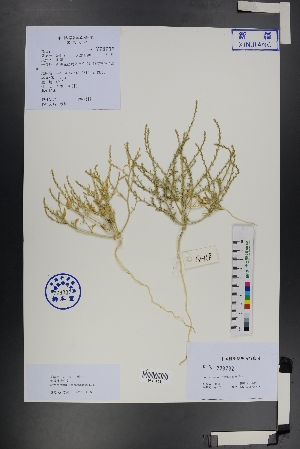  ( - Ge01225)  @11 [ ] CreativeCommons  Attribution Non-Commercial Share-Alike  Unspecified Herbarium of South China Botanical Garden