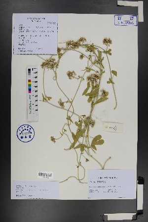  (Cynanchum acutum sibiricum - Ge01226)  @11 [ ] CreativeCommons  Attribution Non-Commercial Share-Alike  Unspecified Herbarium of South China Botanical Garden