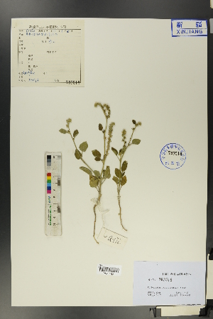  ( - Ge01229)  @11 [ ] CreativeCommons  Attribution Non-Commercial Share-Alike  Unspecified Herbarium of South China Botanical Garden