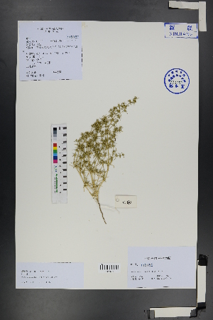  (Horaninovia - Ge01237)  @11 [ ] CreativeCommons  Attribution Non-Commercial Share-Alike  Unspecified Herbarium of South China Botanical Garden
