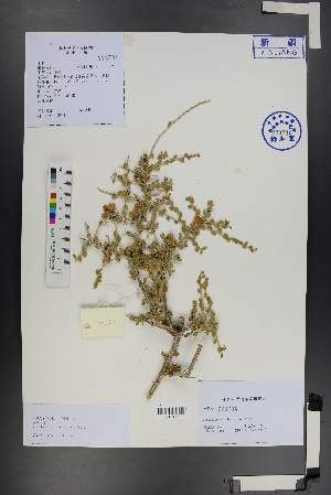  ( - Ge01239)  @11 [ ] CreativeCommons  Attribution Non-Commercial Share-Alike  Unspecified Herbarium of South China Botanical Garden