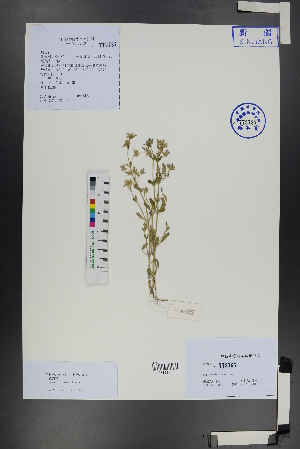  ( - Ge01242)  @11 [ ] CreativeCommons  Attribution Non-Commercial Share-Alike  Unspecified Herbarium of South China Botanical Garden