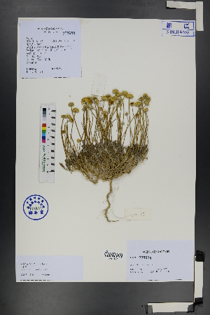  ( - Ge01244)  @11 [ ] CreativeCommons  Attribution Non-Commercial Share-Alike  Unspecified Herbarium of South China Botanical Garden