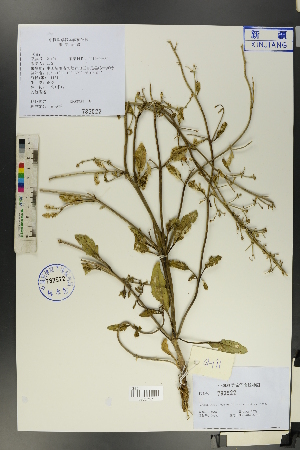  (Scrophularia heucheriiflora - Ge01248)  @11 [ ] CreativeCommons  Attribution Non-Commercial Share-Alike  Unspecified Herbarium of South China Botanical Garden
