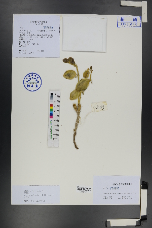  (Zygophyllum pinnatum - Ge01250)  @11 [ ] CreativeCommons  Attribution Non-Commercial Share-Alike  Unspecified Herbarium of South China Botanical Garden