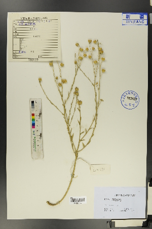  (Linum perenne - Ge01251)  @11 [ ] CreativeCommons  Attribution Non-Commercial Share-Alike  Unspecified Herbarium of South China Botanical Garden