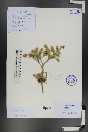  ( - Ge01255)  @11 [ ] CreativeCommons  Attribution Non-Commercial Share-Alike  Unspecified Herbarium of South China Botanical Garden