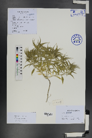  ( - Ge01266)  @11 [ ] CreativeCommons  Attribution Non-Commercial Share-Alike  Unspecified Herbarium of South China Botanical Garden