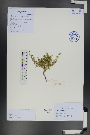  ( - Ge01267)  @11 [ ] CreativeCommons  Attribution Non-Commercial Share-Alike  Unspecified Herbarium of South China Botanical Garden