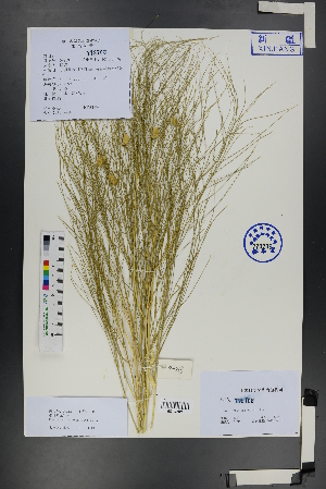  (Eremosparton - Ge01270)  @11 [ ] CreativeCommons  Attribution Non-Commercial Share-Alike  Unspecified Herbarium of South China Botanical Garden