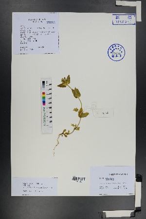  ( - Ge01275)  @11 [ ] CreativeCommons  Attribution Non-Commercial Share-Alike  Unspecified Herbarium of South China Botanical Garden