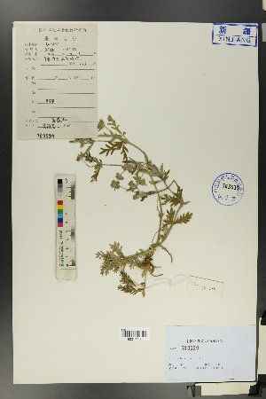 (Potentilla sericea - Ge01281)  @11 [ ] CreativeCommons  Attribution Non-Commercial Share-Alike  Unspecified Herbarium of South China Botanical Garden