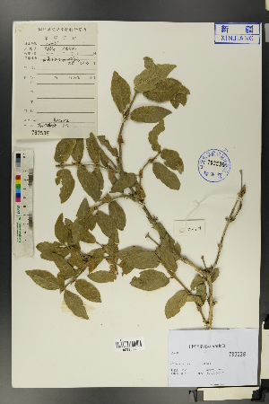  (Cotoneaster multiflorus - Ge01298)  @11 [ ] CreativeCommons  Attribution Non-Commercial Share-Alike  Unspecified Herbarium of South China Botanical Garden