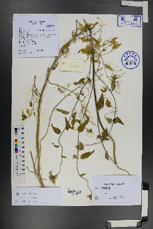  (Codonopsis pilosula - Ge01299)  @11 [ ] CreativeCommons  Attribution Non-Commercial Share-Alike  Unspecified Herbarium of South China Botanical Garden