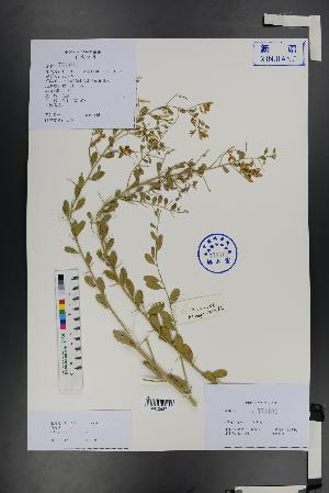  ( - Ge01305)  @11 [ ] CreativeCommons  Attribution Non-Commercial Share-Alike  Unspecified Herbarium of South China Botanical Garden