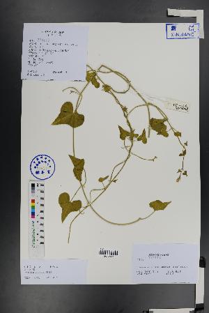  (Cynanchum acutum - Ge01308)  @11 [ ] CreativeCommons  Attribution Non-Commercial Share-Alike  Unspecified Herbarium of South China Botanical Garden