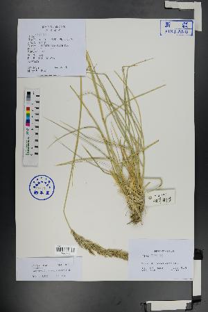  (Calamagrostis pseudophragmites - Ge01311)  @11 [ ] CreativeCommons  Attribution Non-Commercial Share-Alike  Unspecified Herbarium of South China Botanical Garden