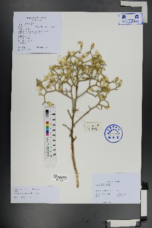  (Launaea - Ge01314)  @11 [ ] CreativeCommons  Attribution Non-Commercial Share-Alike  Unspecified Herbarium of South China Botanical Garden