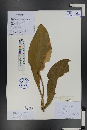  ( - Ge01325)  @11 [ ] CreativeCommons  Attribution Non-Commercial Share-Alike  Unspecified Herbarium of South China Botanical Garden