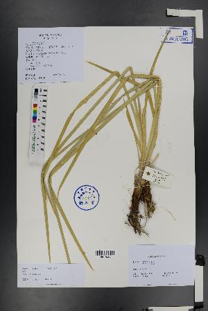  (Iris lactea - Ge01326)  @11 [ ] CreativeCommons  Attribution Non-Commercial Share-Alike  Unspecified Herbarium of South China Botanical Garden