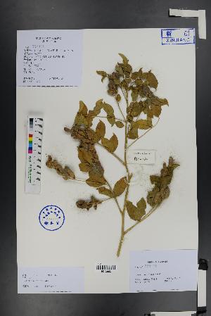  (Glycyrrhiza - Ge01334)  @11 [ ] CreativeCommons  Attribution Non-Commercial Share-Alike  Unspecified Herbarium of South China Botanical Garden