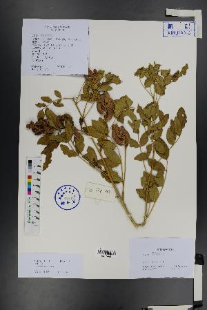  ( - Ge01335)  @11 [ ] CreativeCommons  Attribution Non-Commercial Share-Alike  Unspecified Herbarium of South China Botanical Garden