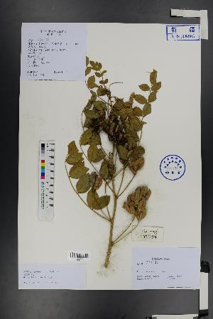  ( - Ge01336)  @11 [ ] CreativeCommons  Attribution Non-Commercial Share-Alike  Unspecified Herbarium of South China Botanical Garden