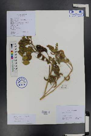  ( - Ge01337)  @11 [ ] CreativeCommons  Attribution Non-Commercial Share-Alike  Unspecified Herbarium of South China Botanical Garden