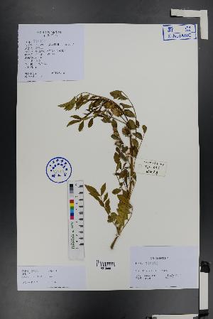  (Glycyrrhiza pallidiflora - Ge01338)  @11 [ ] CreativeCommons  Attribution Non-Commercial Share-Alike  Unspecified Herbarium of South China Botanical Garden