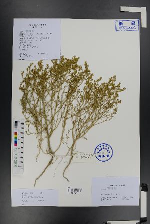  (Grubovia - Ge01349)  @11 [ ] CreativeCommons  Attribution Non-Commercial Share-Alike  Unspecified Herbarium of South China Botanical Garden