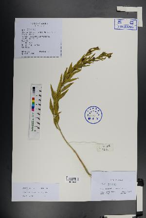  (Vincetoxicum - Ge01351)  @11 [ ] CreativeCommons  Attribution Non-Commercial Share-Alike  Unspecified Herbarium of South China Botanical Garden