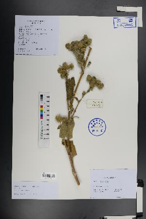  ( - Ge01352)  @11 [ ] CreativeCommons  Attribution Non-Commercial Share-Alike  Unspecified Herbarium of South China Botanical Garden
