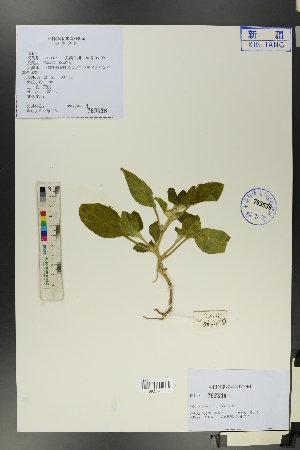  (Heliotropium ellipticum - Ge01361)  @11 [ ] CreativeCommons  Attribution Non-Commercial Share-Alike  Unspecified Herbarium of South China Botanical Garden