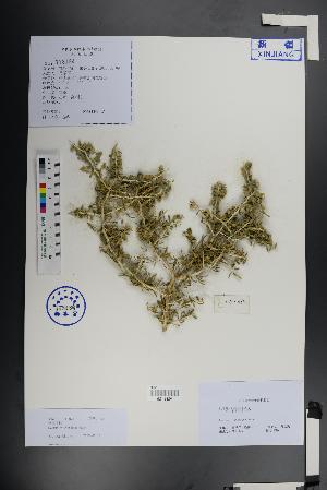  ( - Ge01373)  @11 [ ] CreativeCommons  Attribution Non-Commercial Share-Alike  Unspecified Herbarium of South China Botanical Garden
