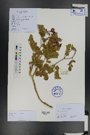  ( - Ge01374)  @11 [ ] CreativeCommons  Attribution Non-Commercial Share-Alike  Unspecified Herbarium of South China Botanical Garden