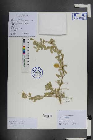  ( - Ge01376)  @11 [ ] CreativeCommons  Attribution Non-Commercial Share-Alike  Unspecified Herbarium of South China Botanical Garden