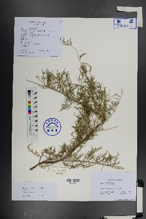  ( - Ge01377)  @11 [ ] CreativeCommons  Attribution Non-Commercial Share-Alike  Unspecified Herbarium of South China Botanical Garden