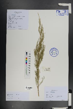  ( - Ge01378)  @11 [ ] CreativeCommons  Attribution Non-Commercial Share-Alike  Unspecified Herbarium of South China Botanical Garden