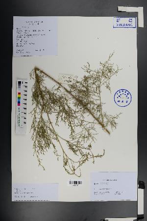  ( - Ge01380)  @11 [ ] CreativeCommons  Attribution Non-Commercial Share-Alike  Unspecified Herbarium of South China Botanical Garden