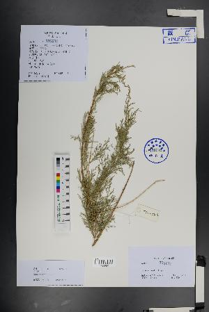  (Tamarix karelinii - Ge01381)  @11 [ ] CreativeCommons  Attribution Non-Commercial Share-Alike  Unspecified Herbarium of South China Botanical Garden
