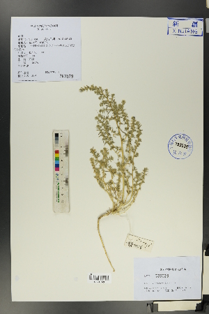  ( - Ge01384)  @11 [ ] CreativeCommons  Attribution Non-Commercial Share-Alike  Unspecified Herbarium of South China Botanical Garden