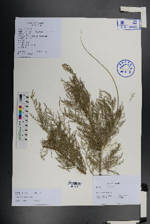  (Tamarix hispida - Ge01386)  @11 [ ] CreativeCommons  Attribution Non-Commercial Share-Alike  Unspecified Herbarium of South China Botanical Garden