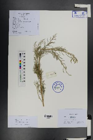  ( - Ge01387)  @11 [ ] CreativeCommons  Attribution Non-Commercial Share-Alike  Unspecified Herbarium of South China Botanical Garden