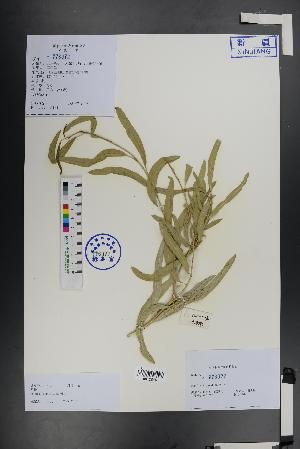  ( - Ge01390)  @11 [ ] CreativeCommons  Attribution Non-Commercial Share-Alike  Unspecified Herbarium of South China Botanical Garden