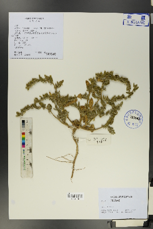  ( - Ge01396)  @11 [ ] CreativeCommons  Attribution Non-Commercial Share-Alike  Unspecified Herbarium of South China Botanical Garden