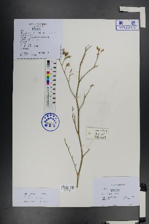  ( - Ge01399)  @11 [ ] CreativeCommons  Attribution Non-Commercial Share-Alike  Unspecified Herbarium of South China Botanical Garden